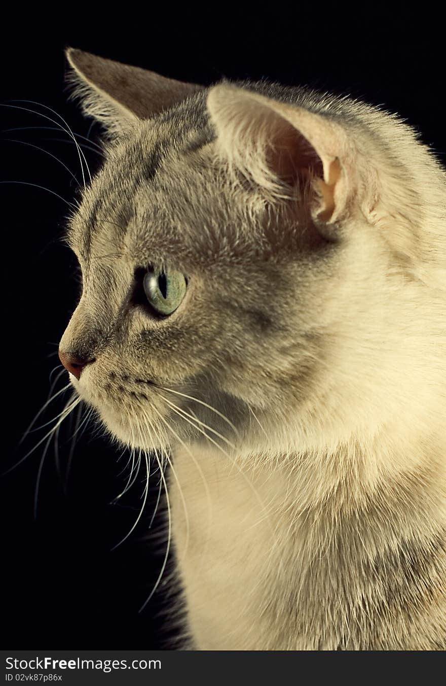 Lovely cat in black background