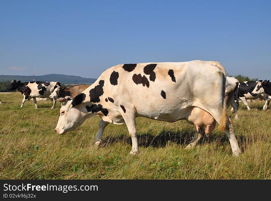 Cows on a summer pasture.