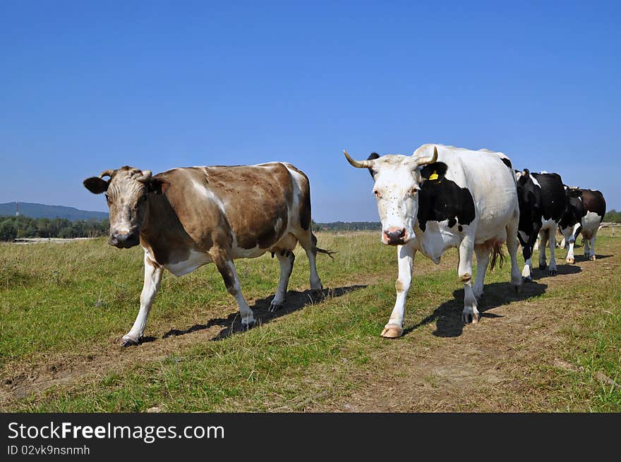 Cows on a summer pasture.