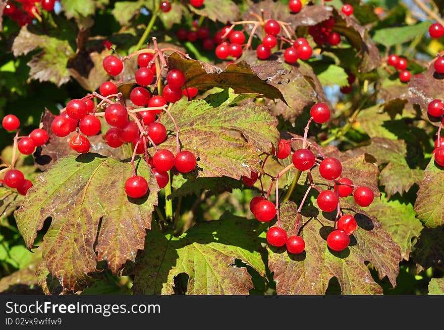 Guelder-rose branches