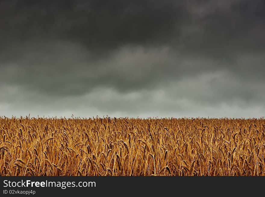 Corn Field