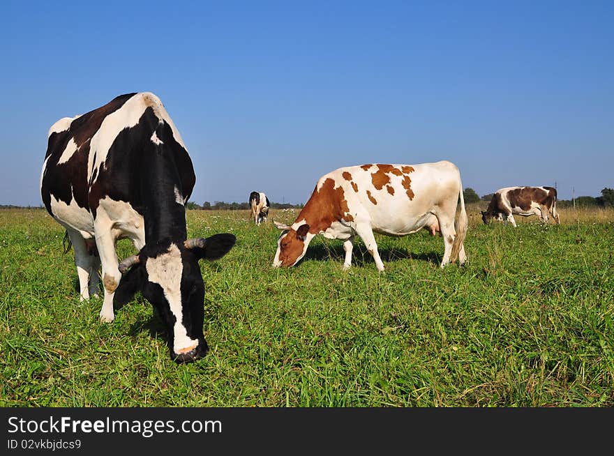 Cows on a summer pasture.