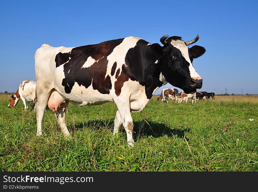 Cow on a summer pasture.