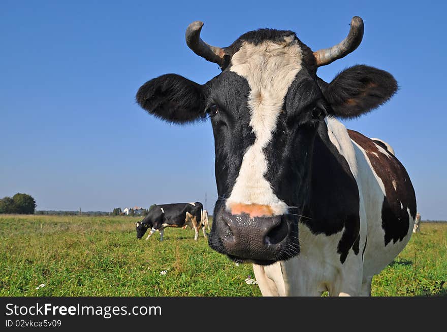 Cow On A Summer Pasture.