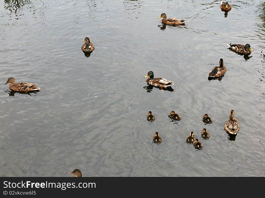 Ducks in a pond in summer