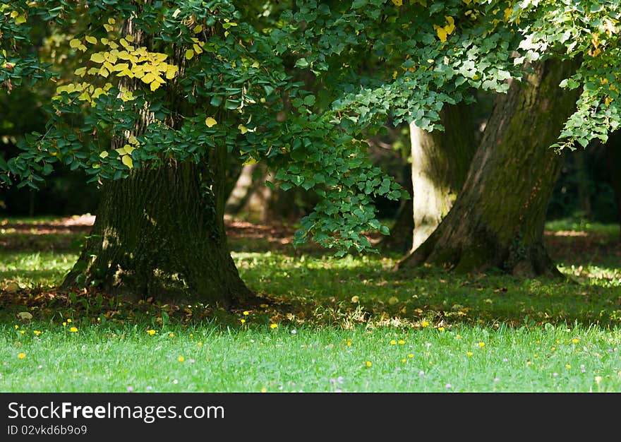 Beautiful, harmonious forest detail from Hungary