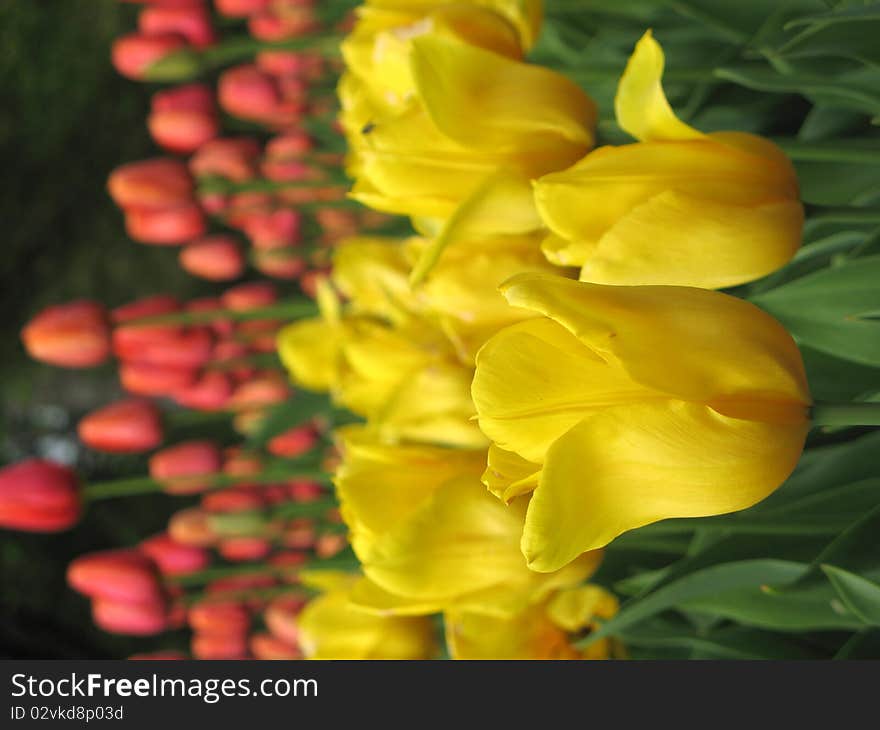 Tulips in a spring garden