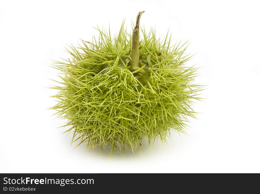 Single closed sweet chestnut shell on a white background