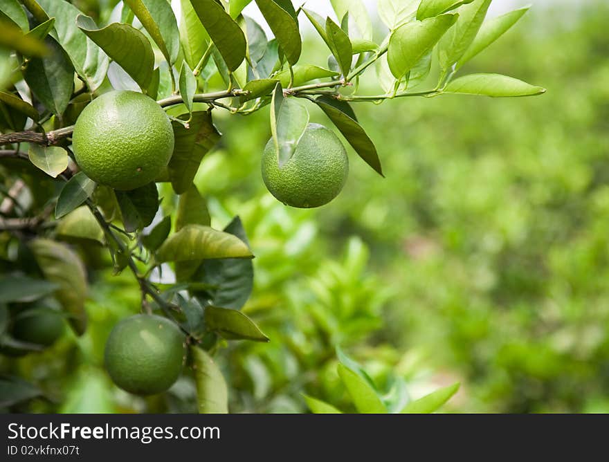 Green oranges on the trees. Green oranges on the trees