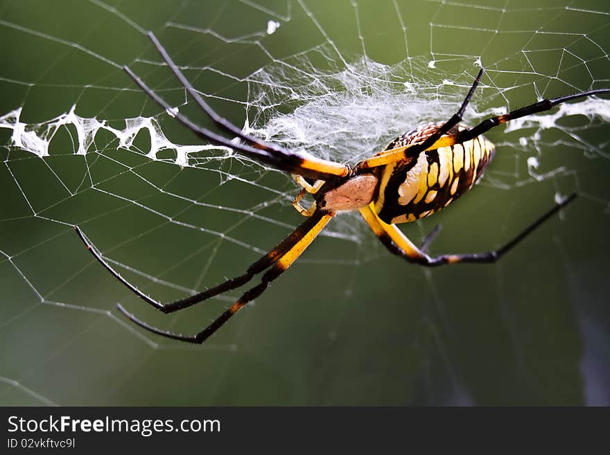 Corn Spider (writing spider) in the path of its specific web. Corn Spider (writing spider) in the path of its specific web