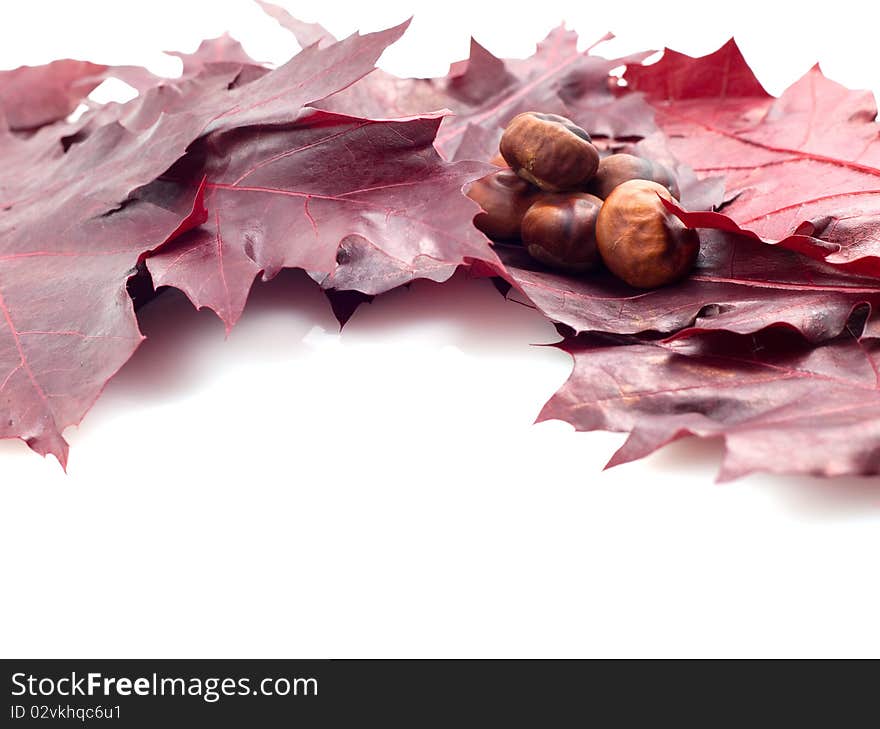 Leaves and conker isolated on white background