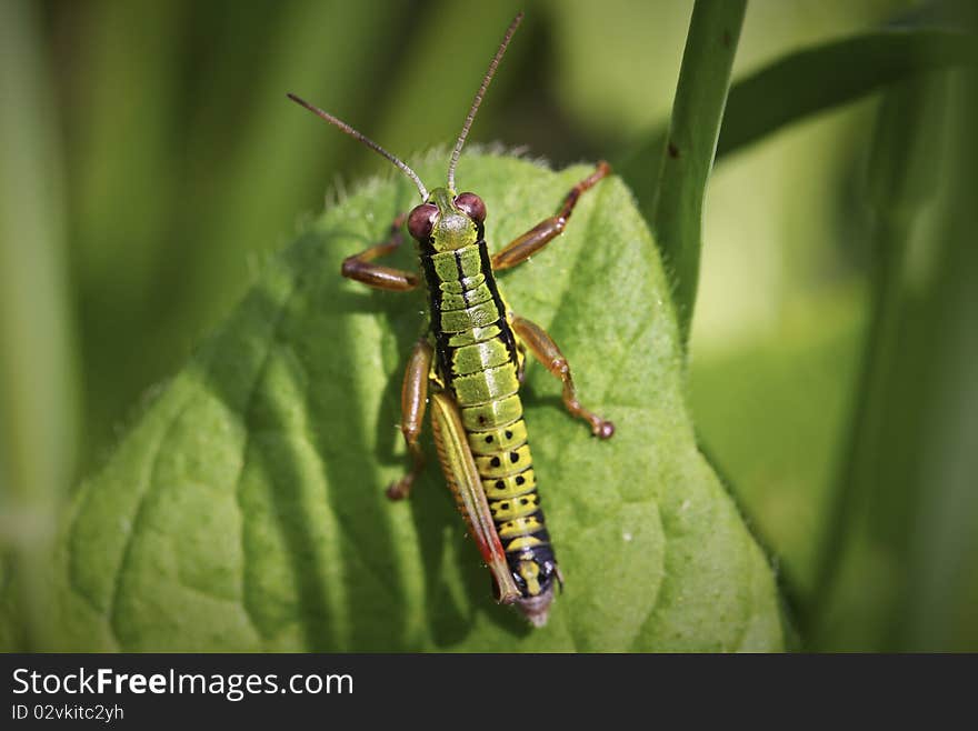 Grasshopper On A Leaf