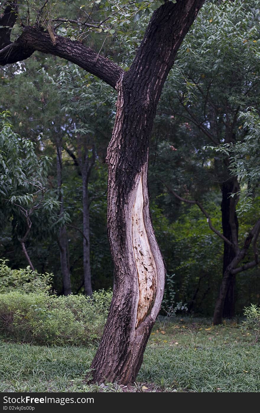 A single tree in a meadow