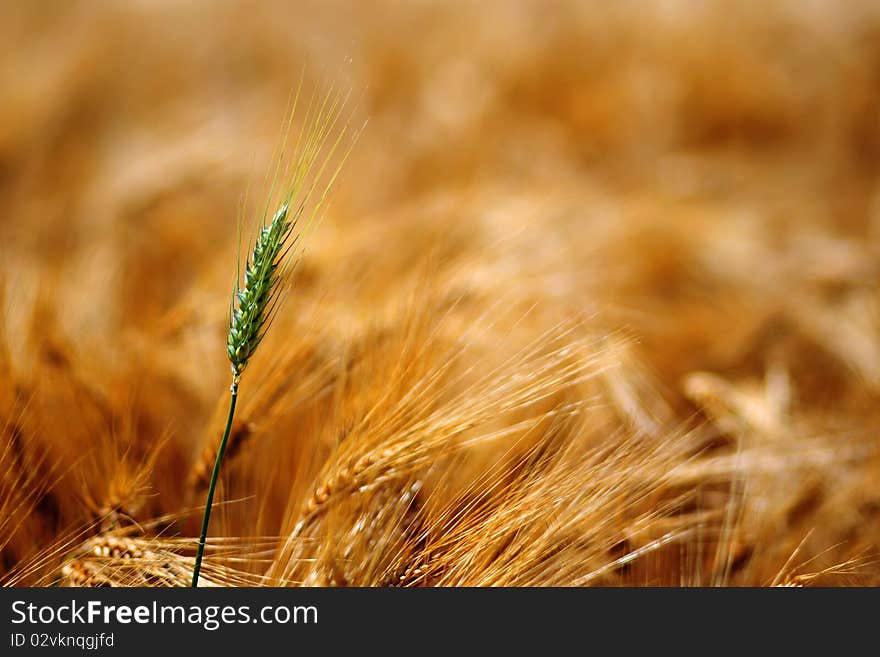 Green ear of grain between yellow grains