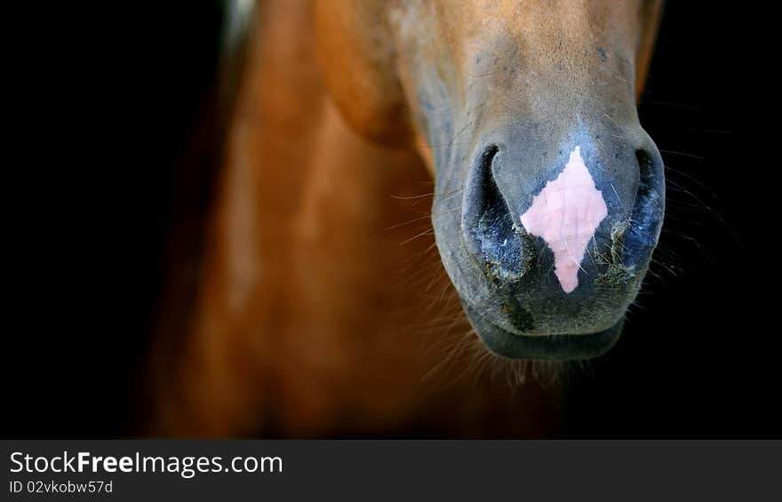 Horse nose detail black isolated