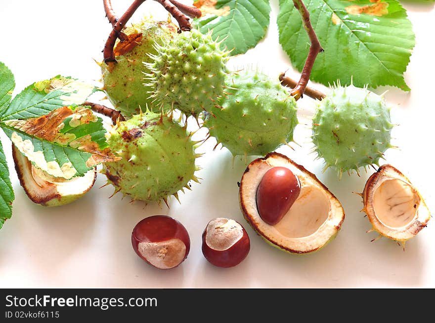 Green and brown chestnuts on a white background