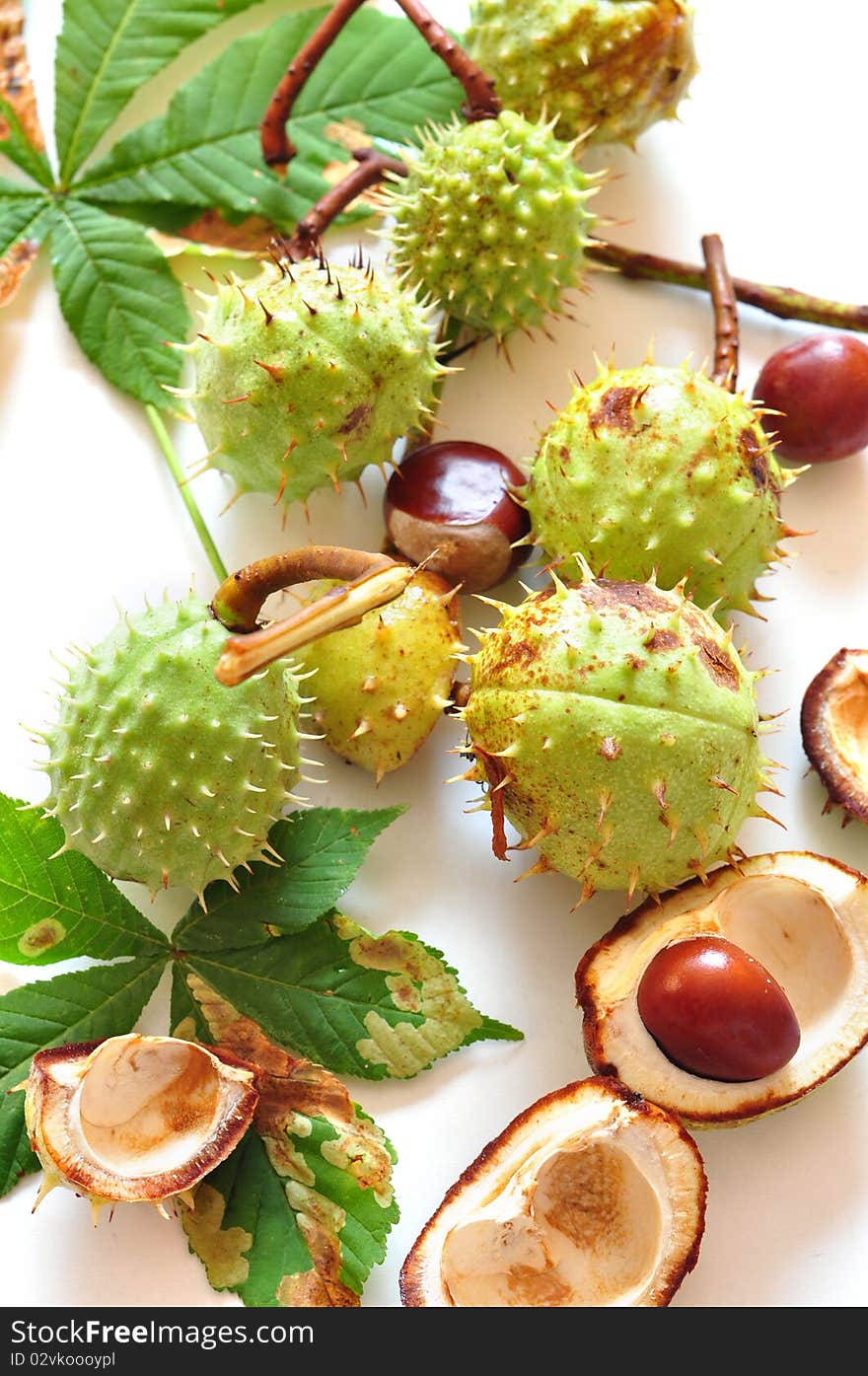 Green and brown chestnuts on a white background