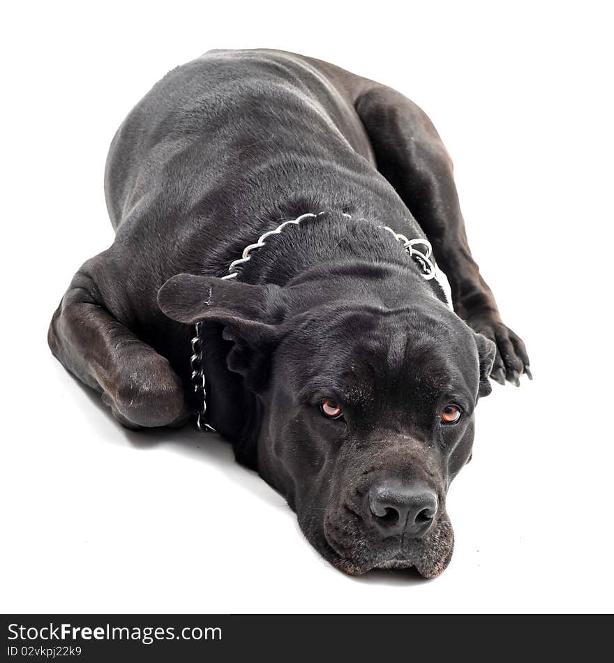 Purebred  italian mastiff lying down in a white background. Purebred  italian mastiff lying down in a white background