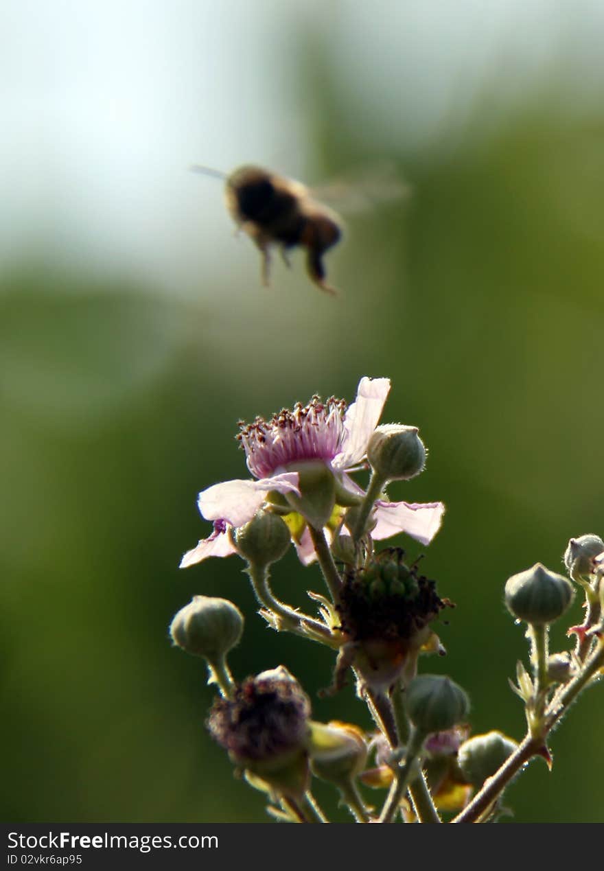 A blurr bee in its way to a purple flower. A blurr bee in its way to a purple flower