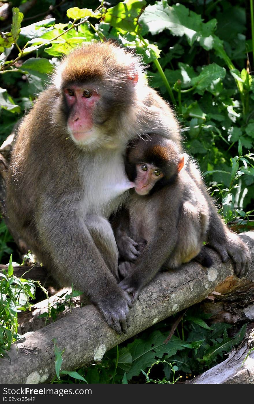 Image shows two macaque monkeys: Mother with baby. Image shows two macaque monkeys: Mother with baby.