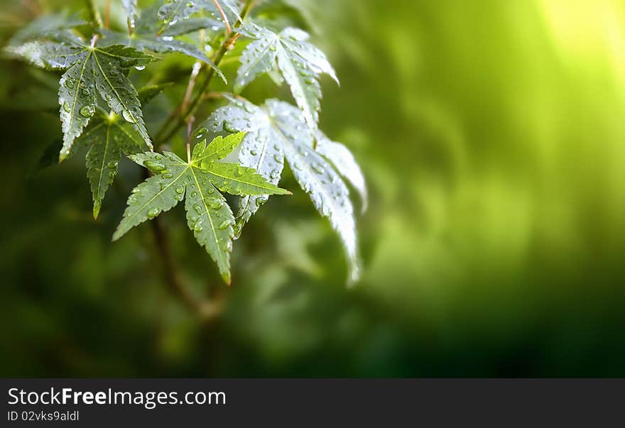 Maple branch after a rain. Maple branch after a rain