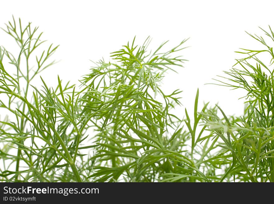 Dill. Create the background. Accommodation varied. Isolated on white background.