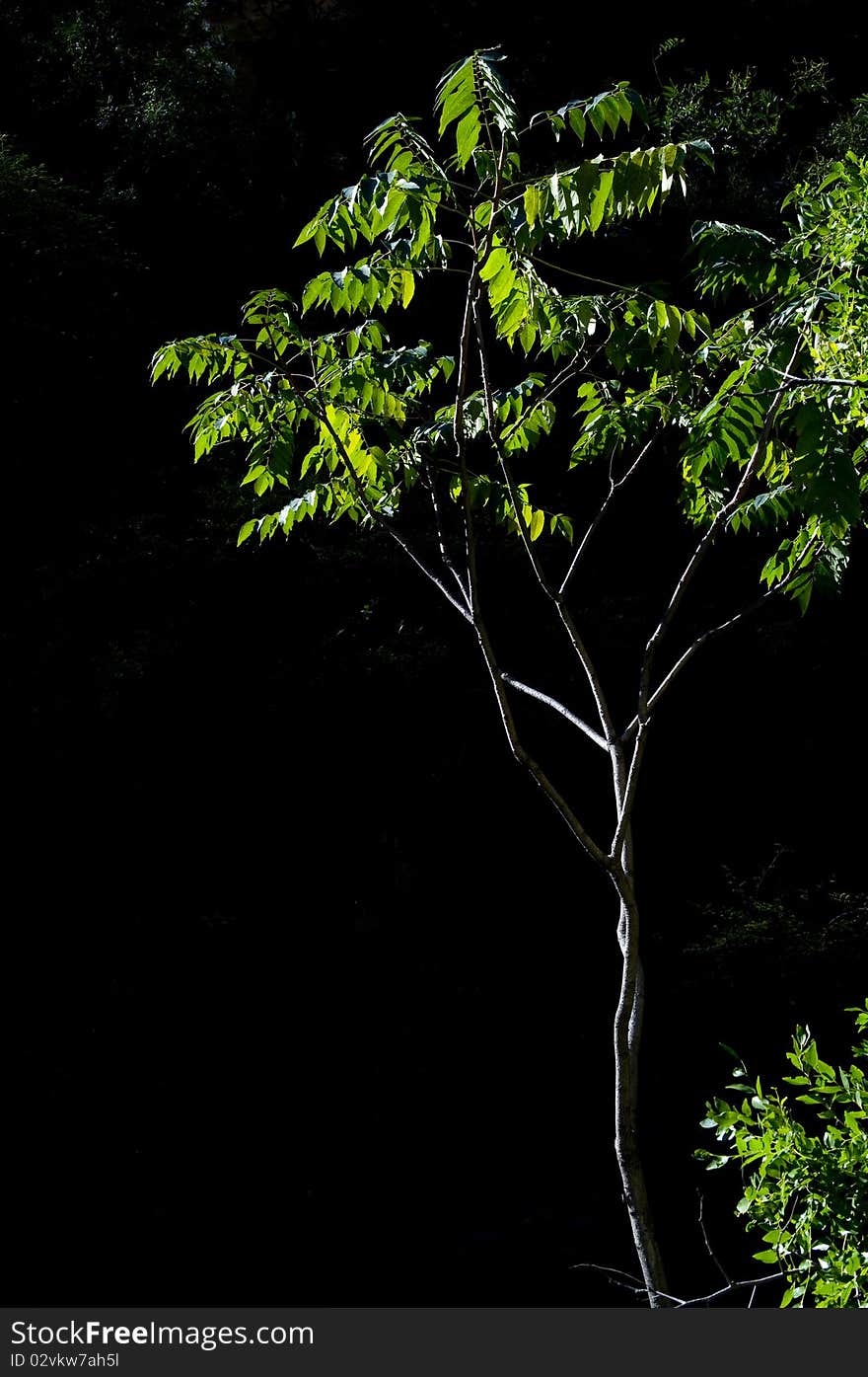 A single tree in a meadow