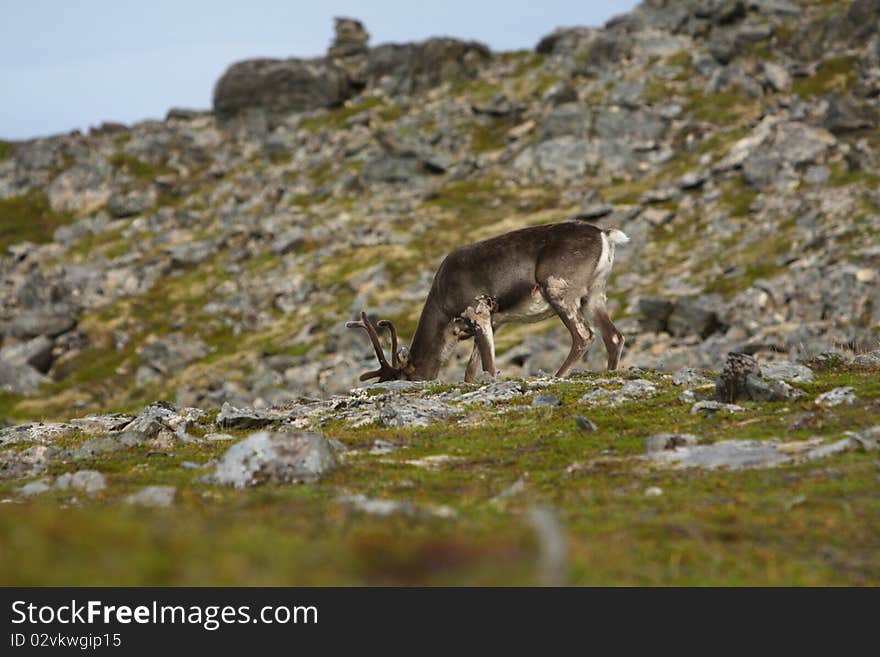 Reindeer in Norway