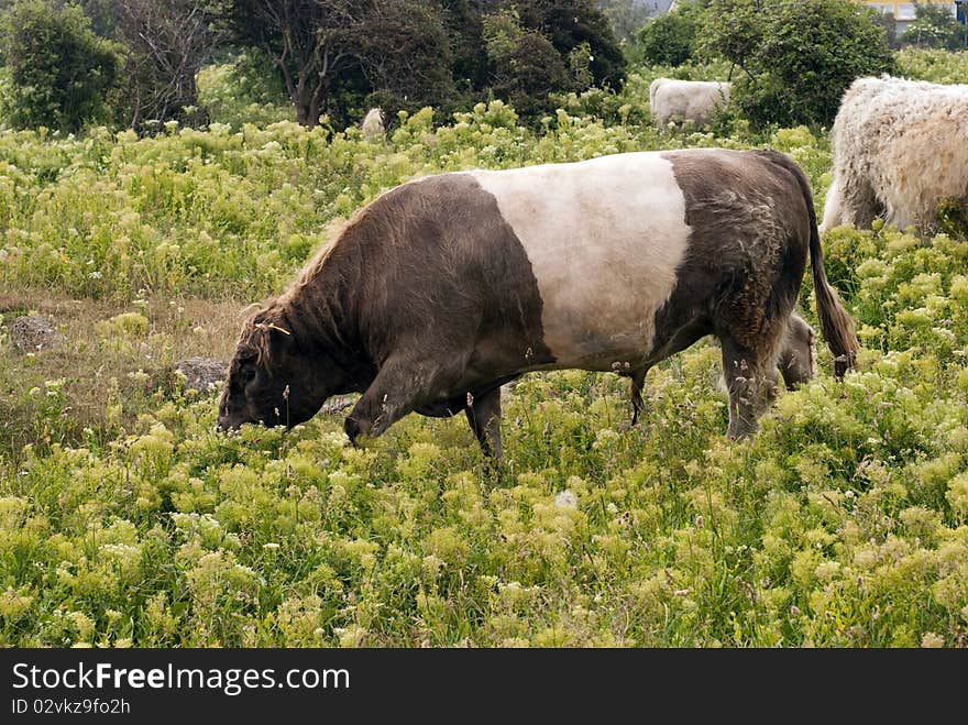 Bull on Helgoland Island