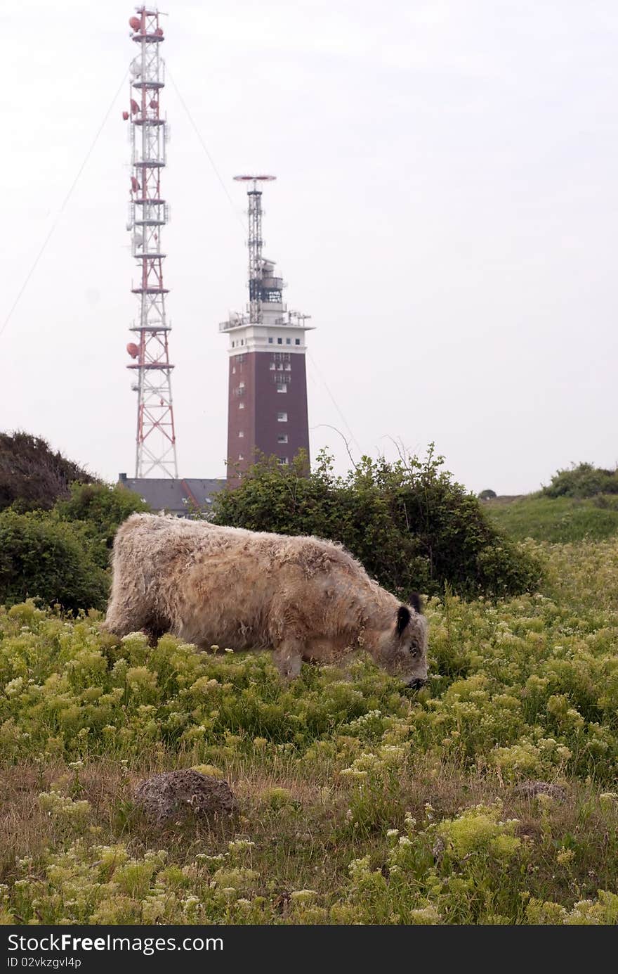 Cow on Helgoland Island