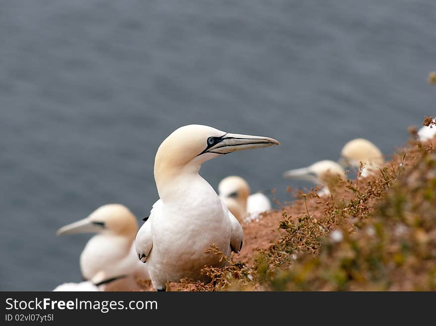 One Gannet In Focus