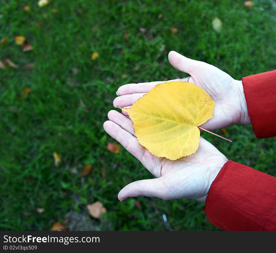 The fallen down yellow sheet of a poplar lies on palms of the woman. The fallen down yellow sheet of a poplar lies on palms of the woman