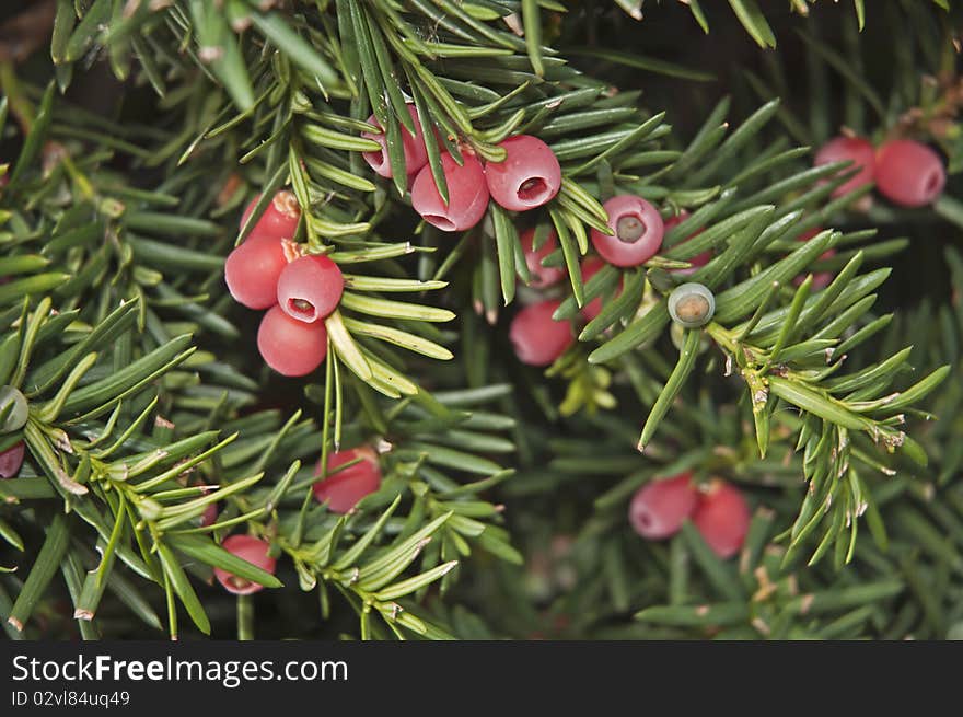 Fall Berries