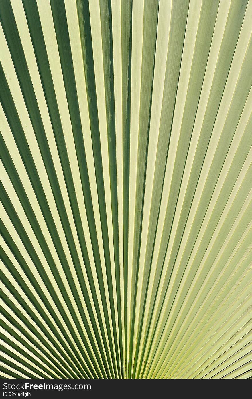 Palm leaf