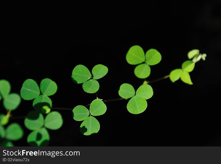 Three leaf clover plant. people belive it brings luck.