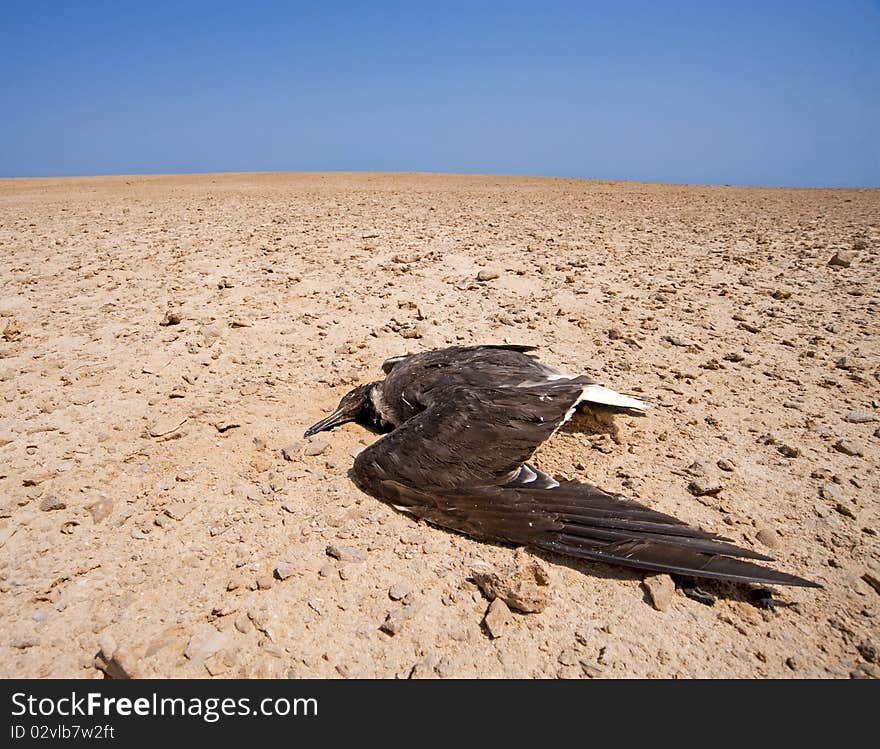 Dead bird on an arid wilderness