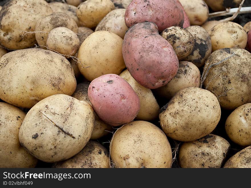 Potatoes