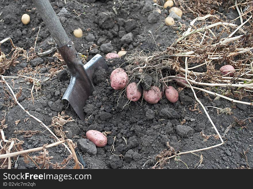 Gathering Harvest Of Potatoes