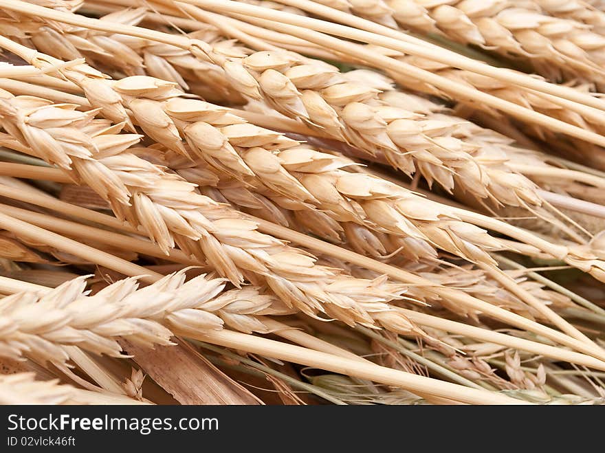 Wheat ears