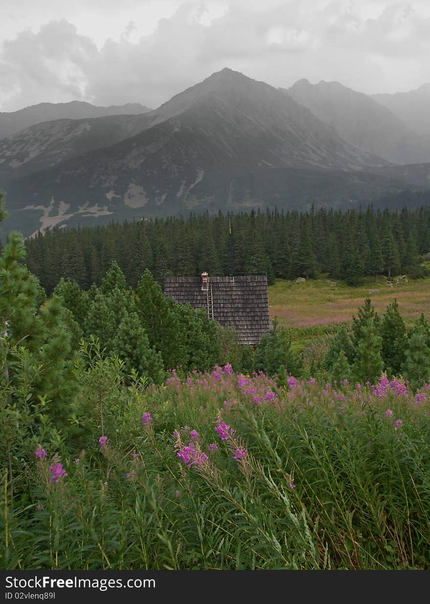 Mountain pasture