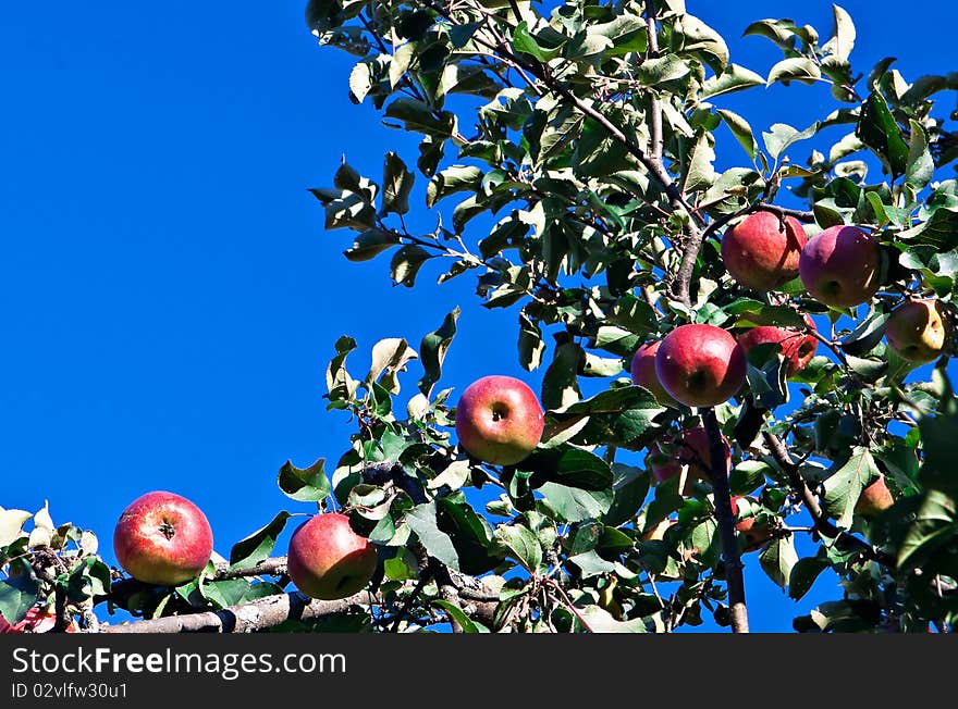 Ripe red apples on blue sky background. Ripe red apples on blue sky background