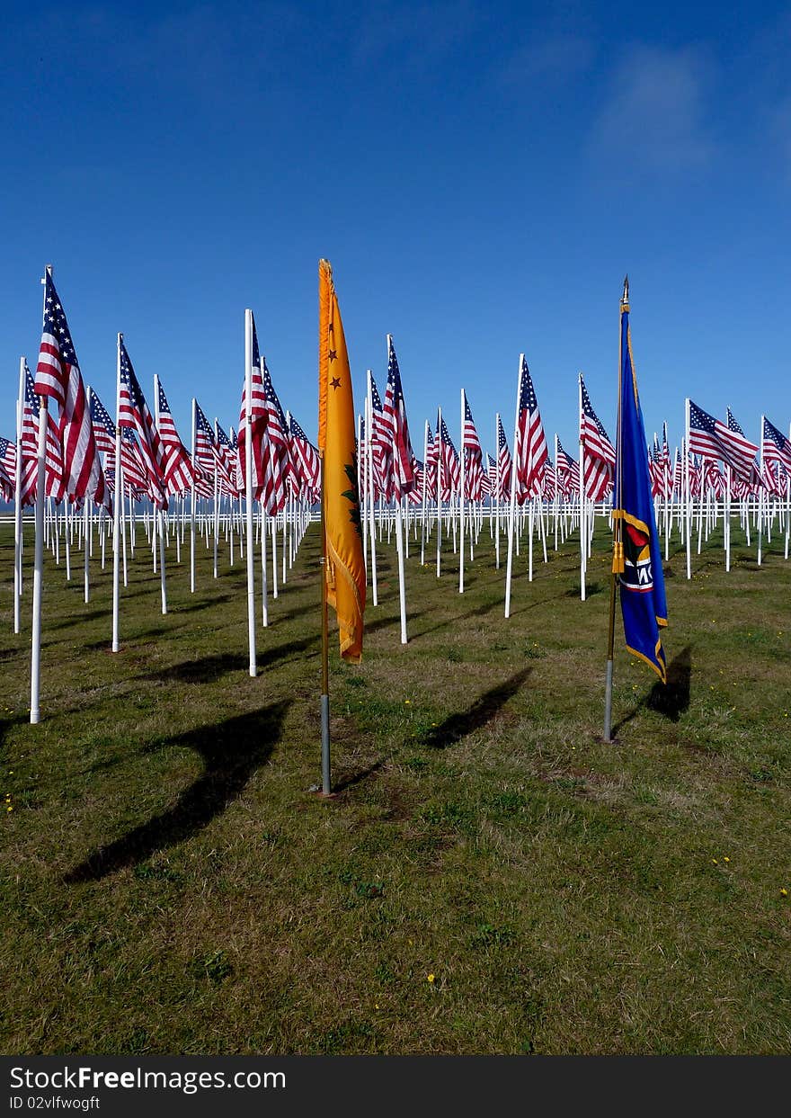 A field filled with American Flags for Veteran's Day