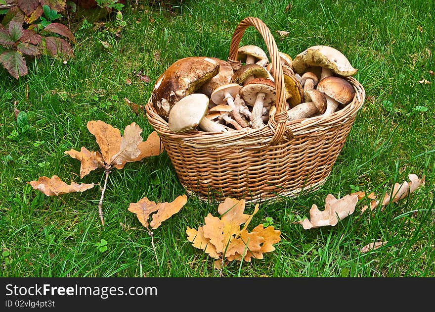 Basket full of mushrooms