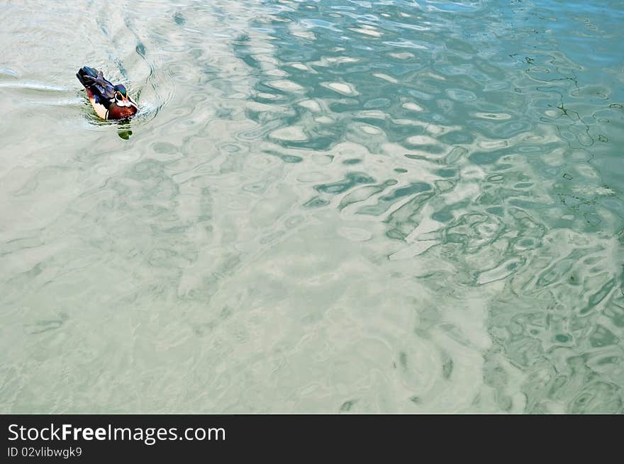 Duck on the water