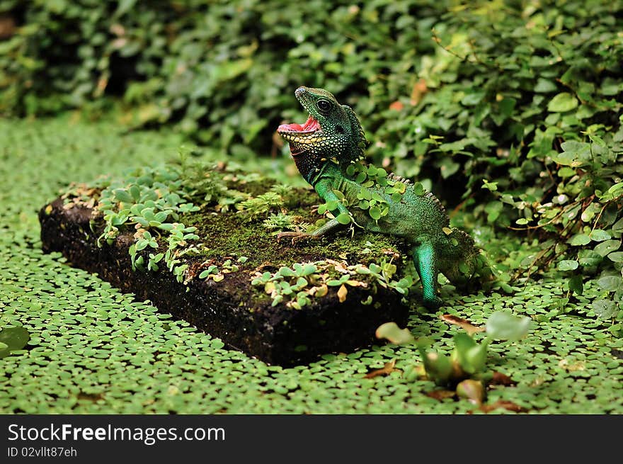 A green lizard with it's mouth open crawls out of a pond and onto a rock. A green lizard with it's mouth open crawls out of a pond and onto a rock.