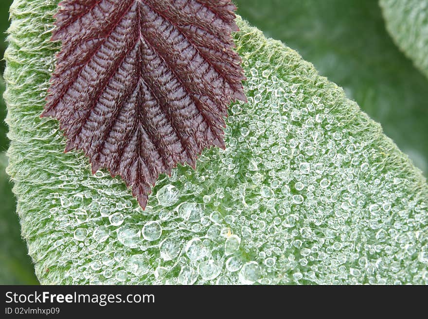 Dewdrops on a leaf