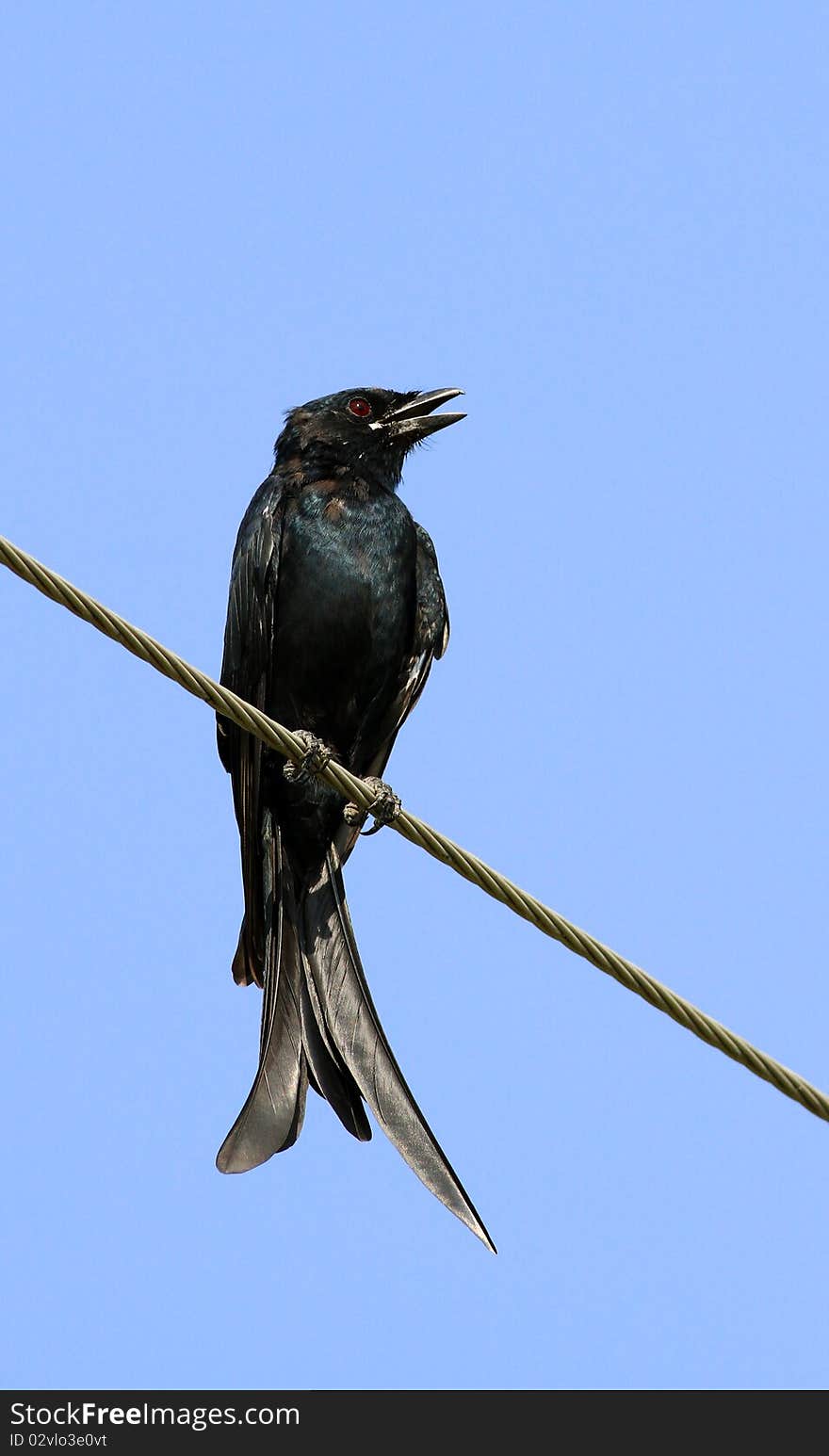 The Fork-tailed Drongo, Dicrurus adsimilis, also called the Common Drongo, African Drongo or Savanna Drongo, is a drongo, a type of small passerine bird of the Old World tropics. The species was earlier considered to cover Asia, but the Asian species is now called the Black Drongo (Dicrurus macrocercus). They are members of the family Dicruridae. The Fork-tailed Drongo is a common and widespread resident breeder in Africa south of the Sahara. These insect-eating birds are usually found in open forests or bush. Two to four eggs are laid in a cup nest in a fork high in a tree. These are aggressive and fearless birds, given their small size, and will attack much larger species, including birds of prey if their nest or young are threatened.