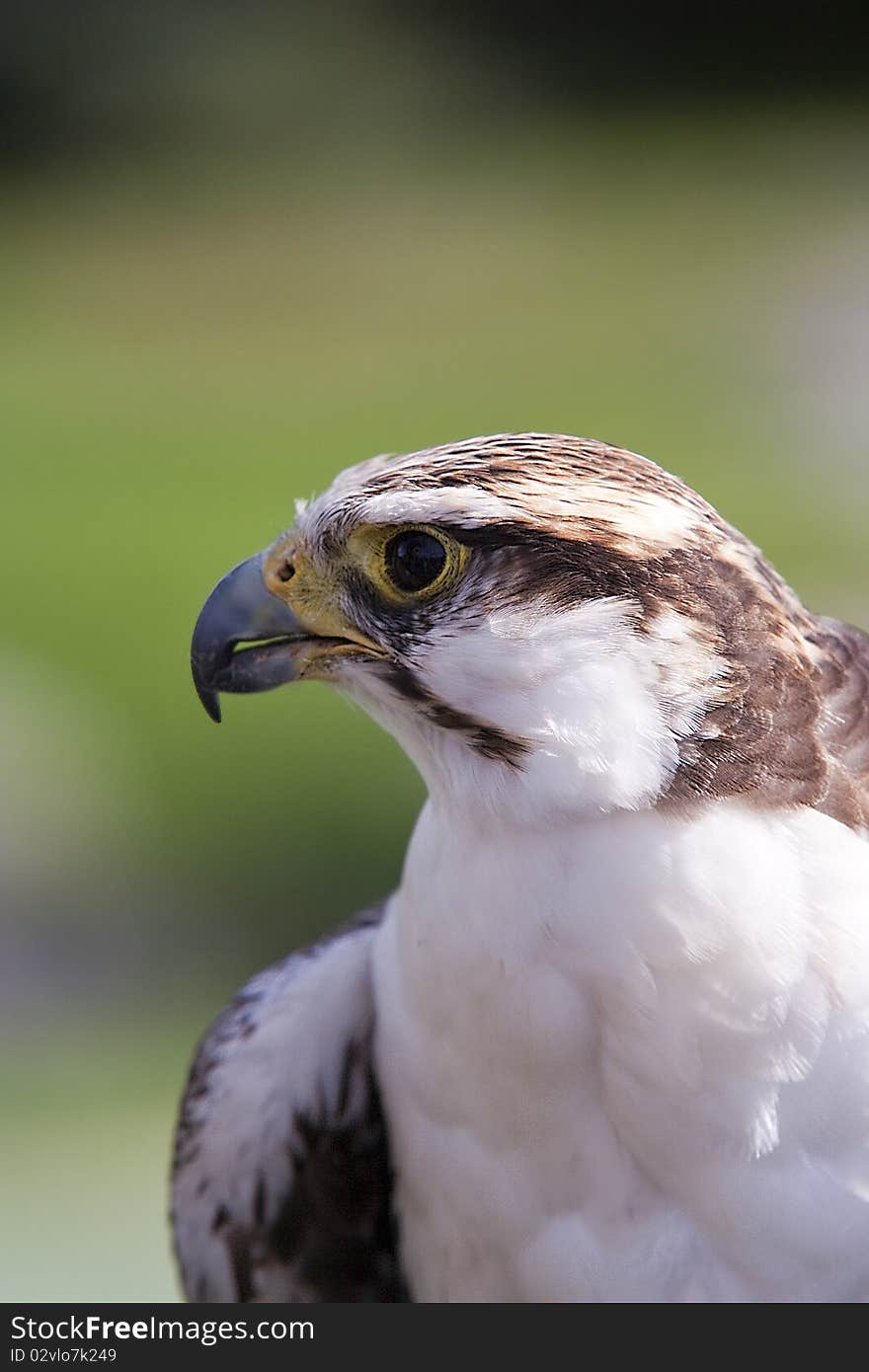 Lagger falcon staring across a field