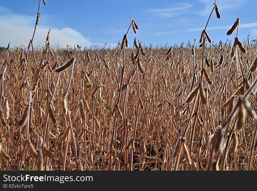 Field Of Bobs