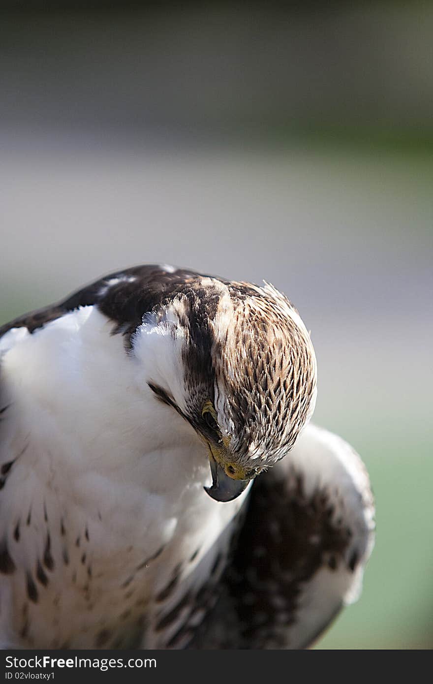 Lagger falcon staring at the ground